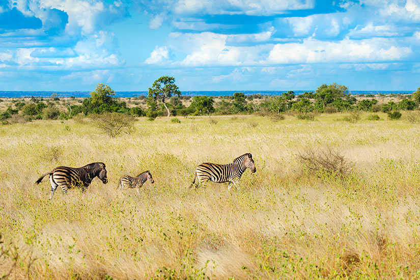 image Afrique Sud Kruger Zebre  it