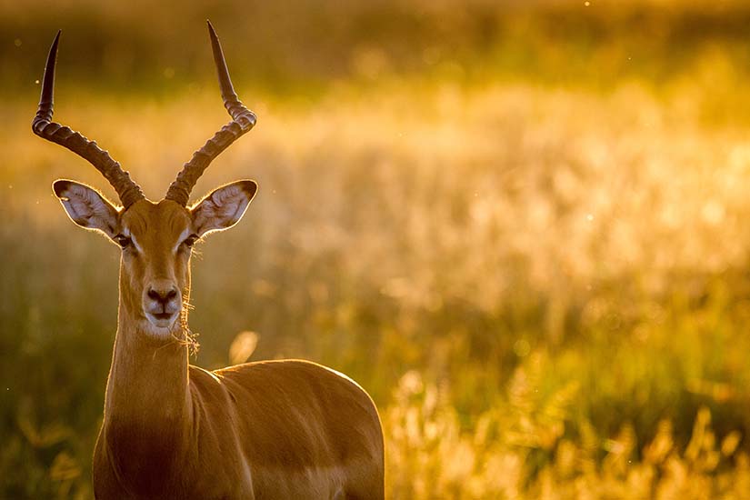 image Afrique du Sud Parc Kruger impala as_150792993