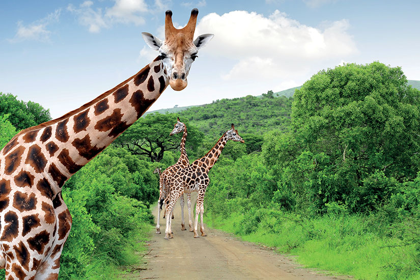 image Afrique du Sud girafes dans le Parc national Kruger is_178160586
