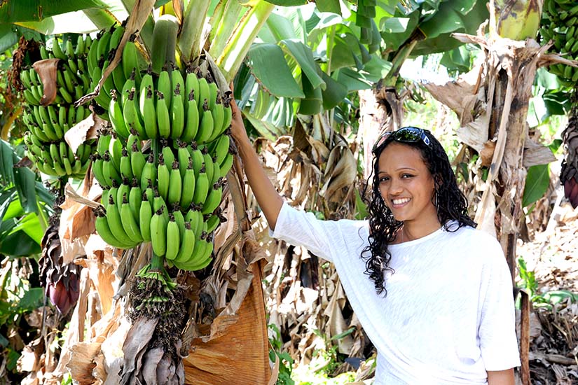 image Antilles Bananeraie as_116651665