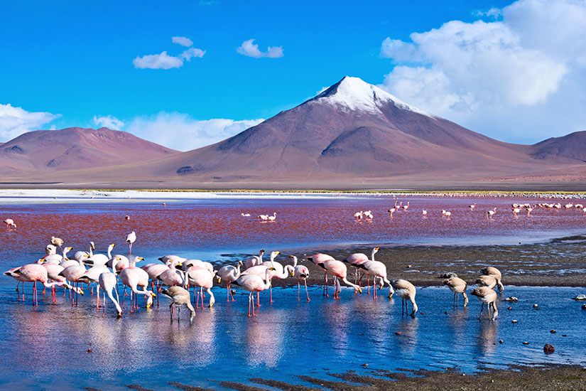 image Bolivie Lac Laguna Colorada Flamants roses  it