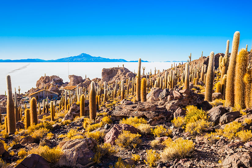 image Bolivie Uyuni ile Cactus  fo