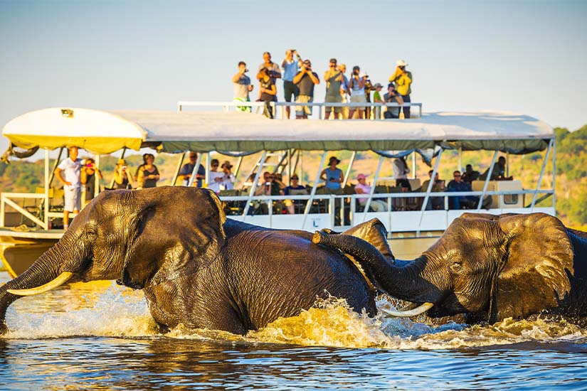 image Botswana safari elephants as_118091481