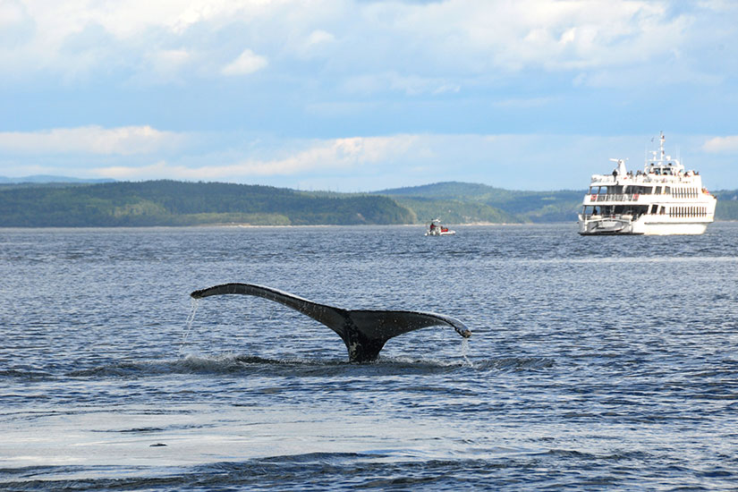 image Canada Quebec Tadoussac Baleine  it