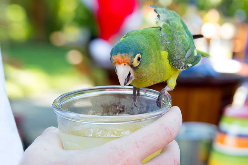 image Costa Rica Conure parrot cocktail  it