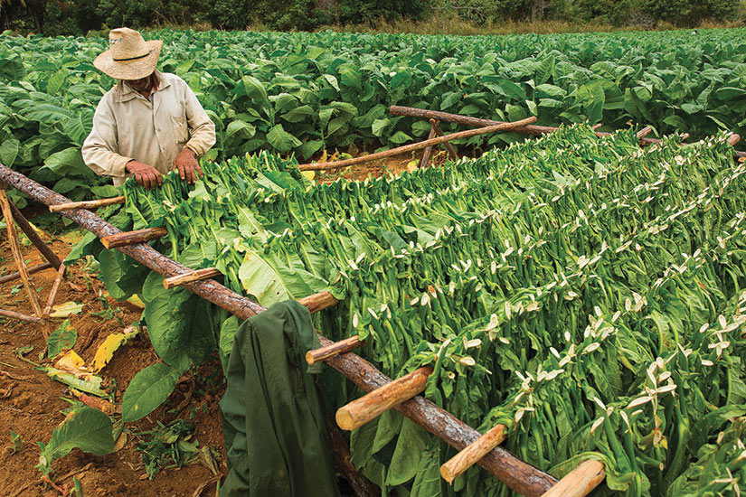 image Cuba Recolte tabac  fo