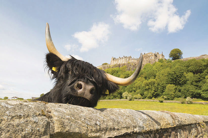 image Ecosse Highland Cow  it