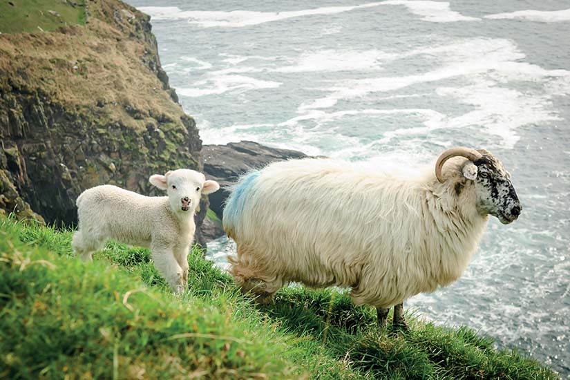 image Irlande Dingle Brebis et son agneau sur une falaise as_88920084