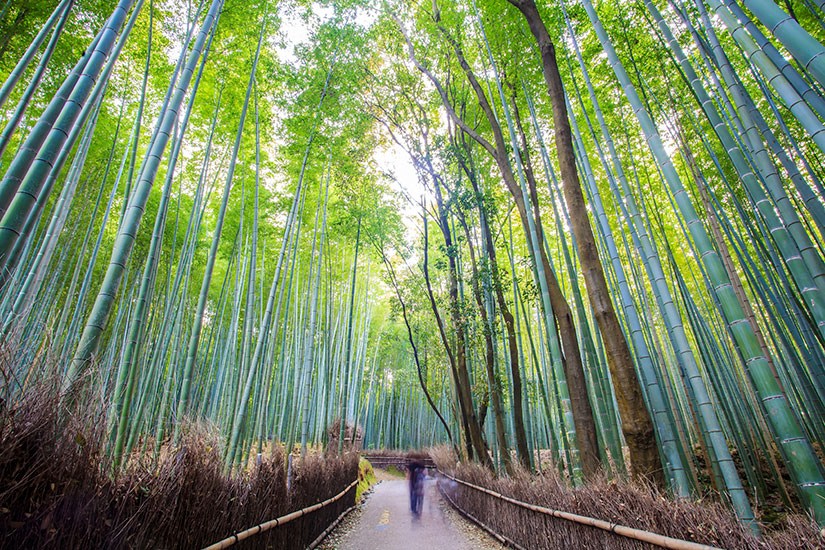 image Japon Kyoto  foret bambous  it