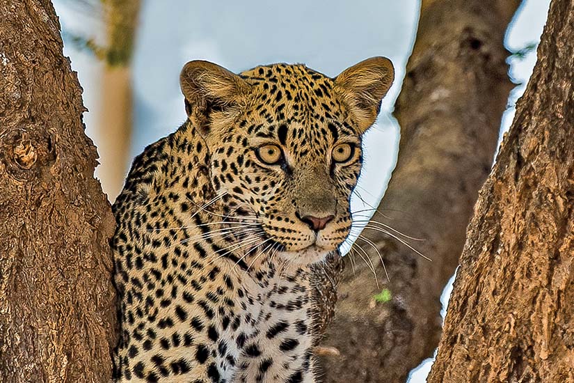 image Kenya reserve national samburu leopard it_1438802833