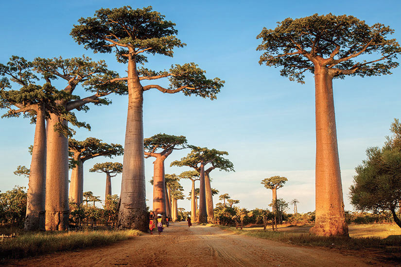 image Madagascar Italy Baoab le long de la route rurale au jour ensoille  fo