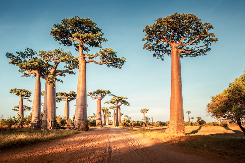 image Madagascar baobabs faune 01 fo_71593150