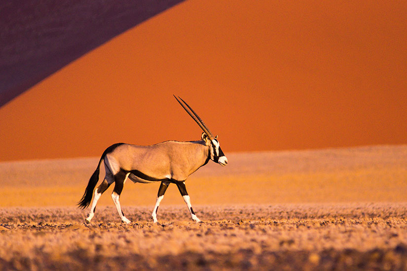 image Namibie Oryx Sossusvlei  it