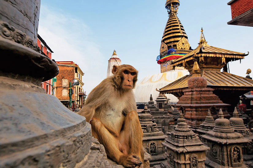image Nepal Kathmandu Assis singe sur swayambhunath stupa  it