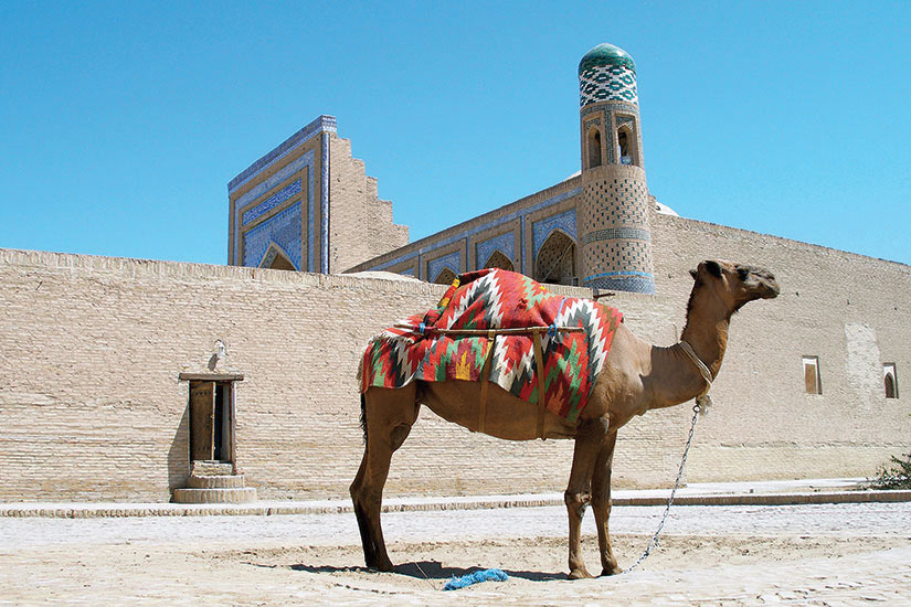image Ouzbekistan Khiva camel  it