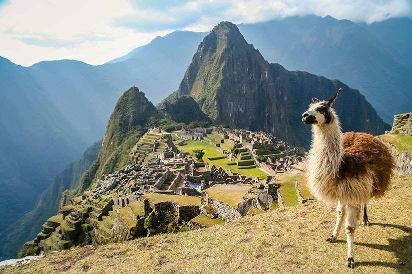 image Perou Machu Picchu Lama  it
