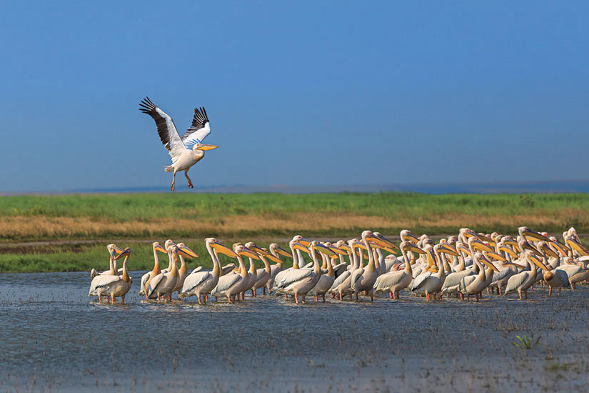 image Roumanie Delta Danube pelican  fo