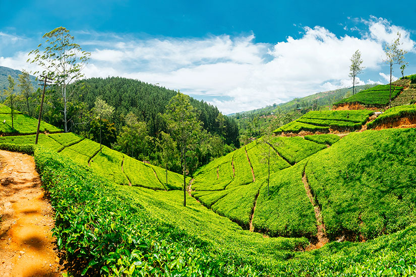 image Sri Lanka Nuwara Eliya plantations the  it