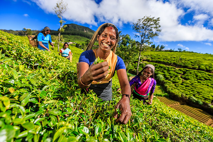 image Sri Lanka femmes ramassent feuilles the Ceylan  it