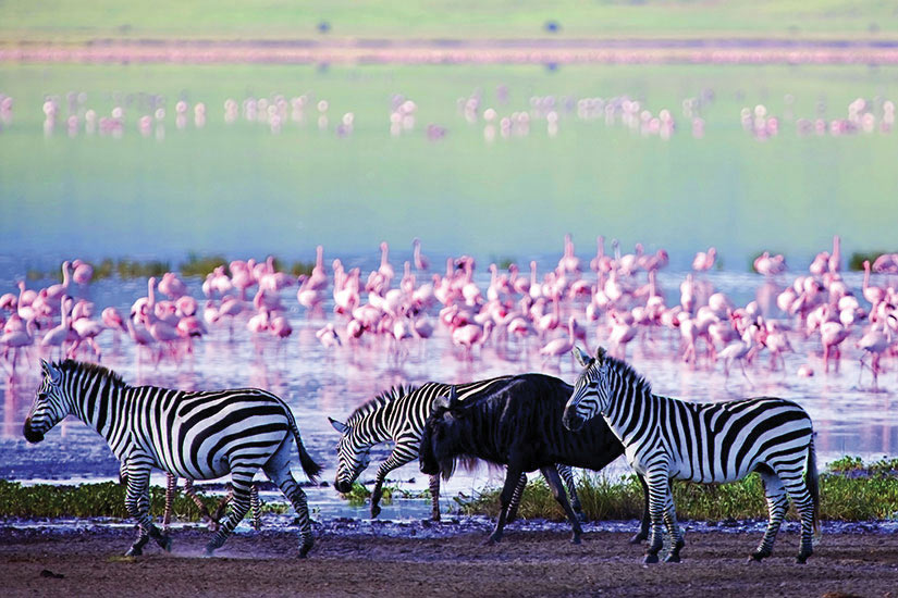 image Tanzanie Ngorongoro Zebres et gnous  fo