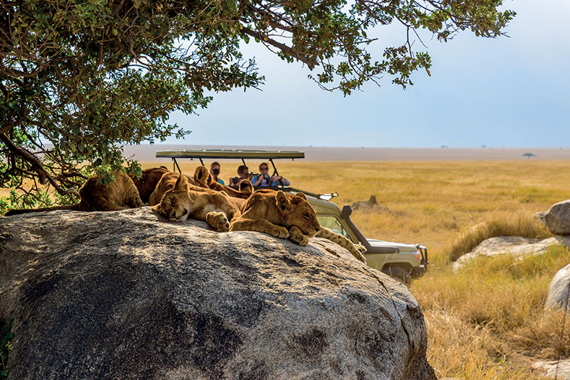 image Tanzanie safari dans le Parc national du Serengeti as_372703069