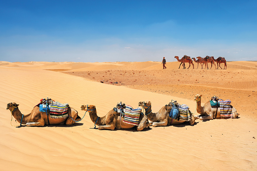 image Tunisie Sahara desert chameaux as_261062360