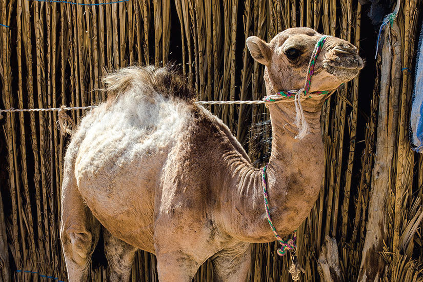 image Tunisie jeune camel  it