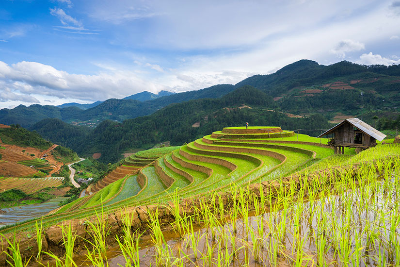 image Vietnam Champs riz terrasse  it