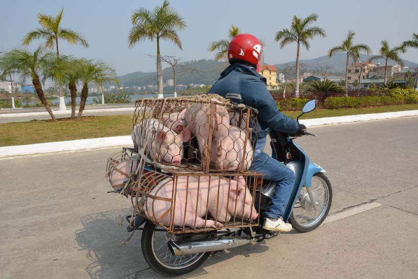 image Vietnam Transport de cochons sur un scooter as_62181844