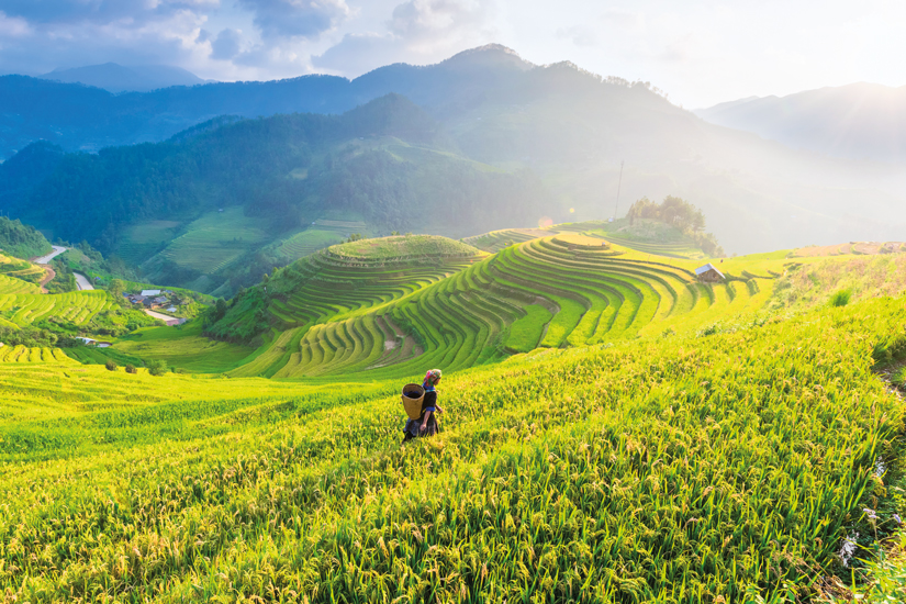 image Vietnam agriculteur champs riz terrasses 39 as_129802696