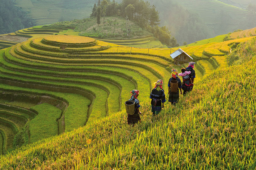 image vietnam mu cang chai champs riz terrasse  fo
