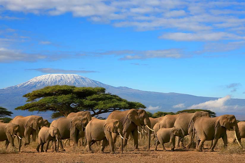 kenya kilimandjaro vu du parc amboseli elephants as_5282501