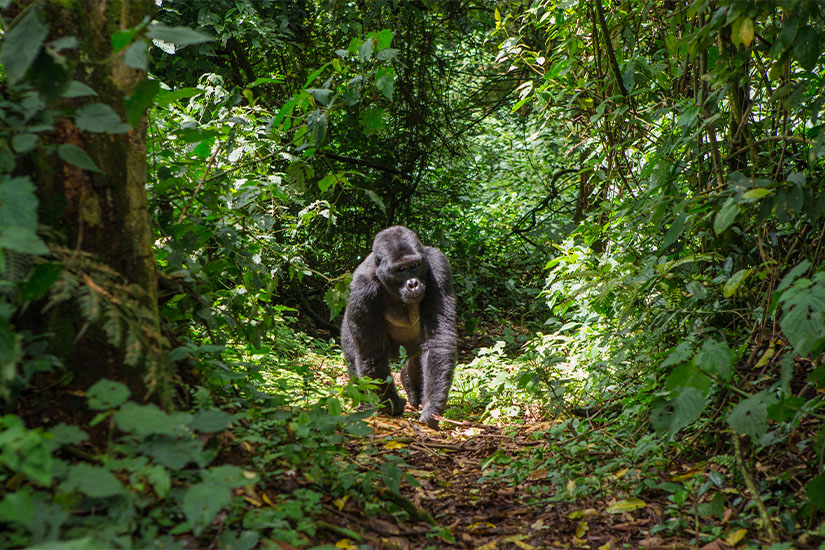 ouganda gorille des montagnes dans la foret impenetrable de bwindi it_697348174